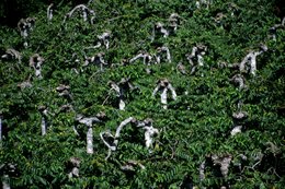 Arbres;-Archipel-des-Comores;-Feuillage;-France;-Kaleidos;-Kaleidos-images;-La-parole-à-limage;-Laurent-Abad;-Mayotte;-Nature;-Océan-Indien;-Stories-Pictures;-Texture;-Troncs-tordus;-Végétation